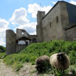 estonia-rakvere-castle-sheep-min